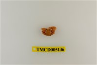 藏品(鋸額豆瓷蟹)的圖片